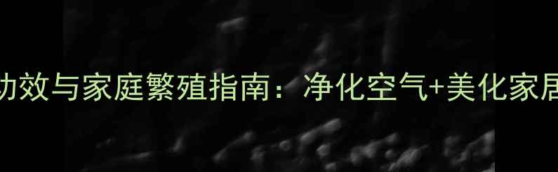图片 一叶兰的养生功效与家庭繁殖指南：净化空气+美化家居的天然守护者