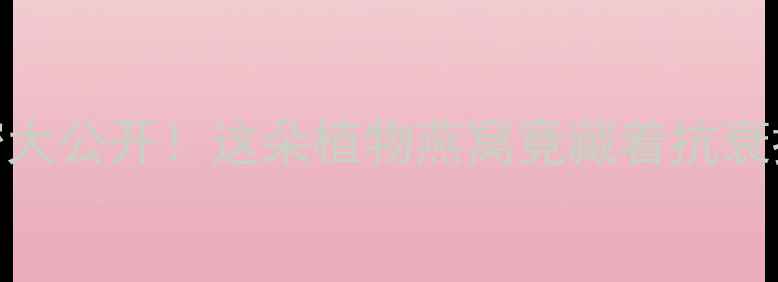 图片 丑耳的养生秘密大公开！这朵植物燕窝竟藏着抗衰抗氧的终极密码