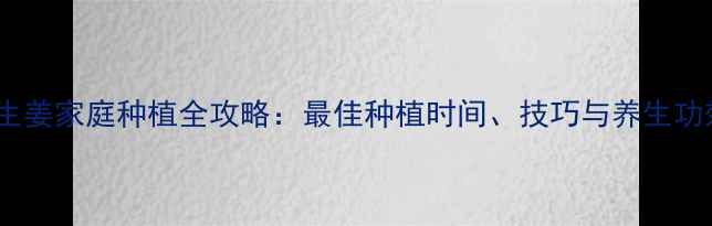 图片 养生姜家庭种植全攻略：最佳种植时间、技巧与养生功效1