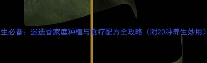 图片 养生必备：迷迭香家庭种植与食疗配方全攻略（附20种养生妙用）2