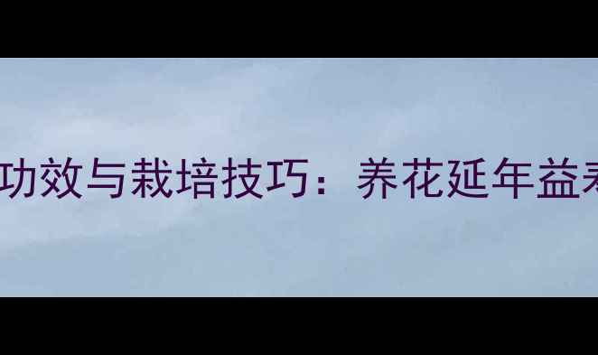 图片 君子兰的养生功效与栽培技巧：养花延年益寿的智慧传承1