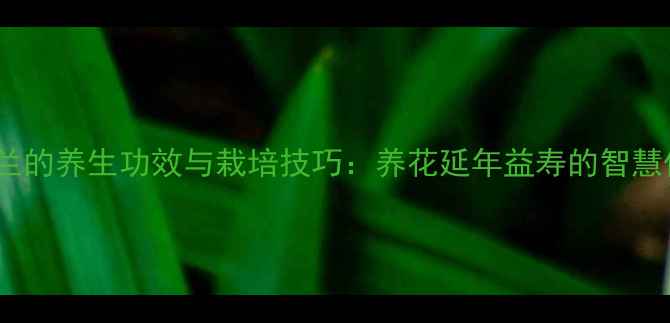 图片 君子兰的养生功效与栽培技巧：养花延年益寿的智慧传承2