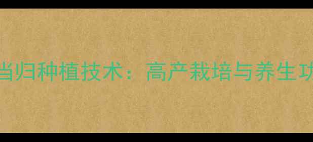 图片 地膜当归种植技术：高产栽培与养生功效全