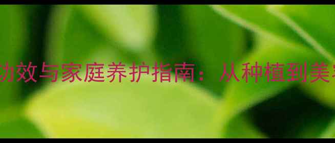 图片 斑马芦荟的养生功效与家庭养护指南：从种植到美容护肤的全方位2