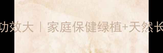 图片 日本吊兰养生功效大｜家庭保健绿植+天然长寿秘诀全攻略