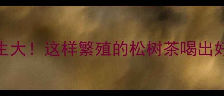 图片 松树养生大！这样繁殖的松树茶喝出好气色🌿