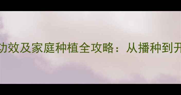 图片 梦香兰养生功效及家庭种植全攻略：从播种到开花养护指南