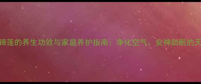 图片 水养马蹄莲的养生功效与家庭养护指南：净化空气、安神助眠的天然疗法