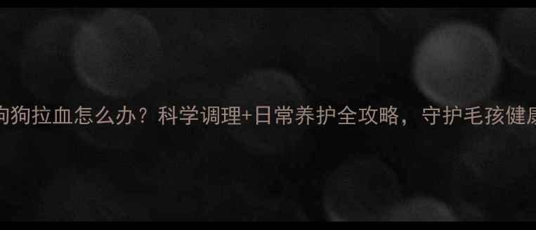 图片 狗狗拉血怎么办？科学调理+日常养护全攻略，守护毛孩健康