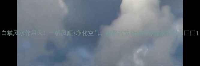 图片 白掌风水作用大！一帆风顺+净化空气，家居摆放指南助你健康招财💰🌿🔮1