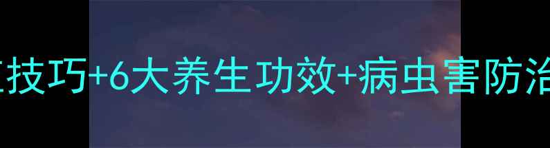 图片 白玉兰养生全攻略：种植技巧+6大养生功效+病虫害防治指南（附种植时间表）2