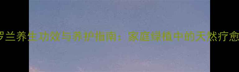 图片 紫罗兰养生功效与养护指南：家庭绿植中的天然疗愈师2