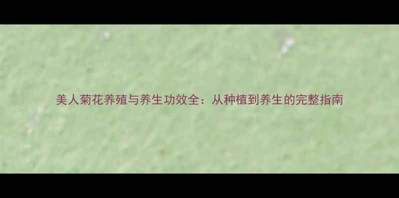 图片 美人菊花养殖与养生功效全：从种植到养生的完整指南