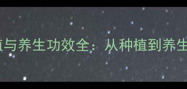 图片 美人菊花养殖与养生功效全：从种植到养生的完整指南1