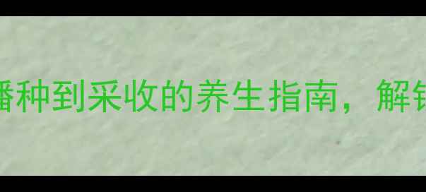 图片 苋菜种植全攻略：从播种到采收的养生指南，解锁营养美味与食疗功效