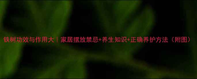 图片 铁树功效与作用大｜家居摆放禁忌+养生知识+正确养护方法（附图）