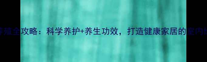 图片 银手指养殖全攻略：科学养护+养生功效，打造健康家居的室内绿植首选