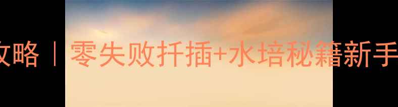 图片 长寿花家庭种植全攻略｜零失败扦插+水培秘籍新手也能养出百年花树2