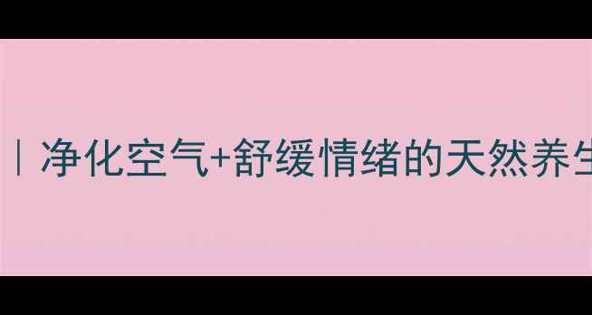 图片 非洲菊家庭园艺指南｜净化空气+舒缓情绪的天然养生花，养护全攻略！1
