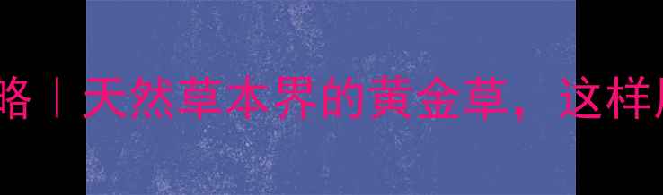 图片 🌟中黄草养生全攻略｜天然草本界的黄金草，这样用效果翻倍！🌿✨1