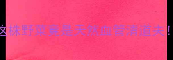 图片 🌿血节菜养生密码｜这株野菜竟是天然血管清道夫！营养师5大逆龄功效2