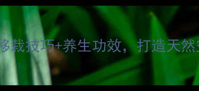 图片 🌿黑金刚养殖全攻略｜移栽技巧+养生功效，打造天然空气净化舱（附干货）2